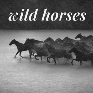 wild horses