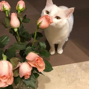 或许 (翻奏:LBI利比)