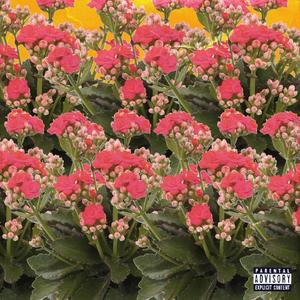 little garden (Explicit)