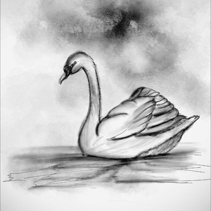 Swan