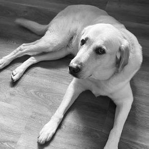 ikea bear djungelskog (feat. Senseless Optimism, Tucker Resch & Macky) (djungelskog)