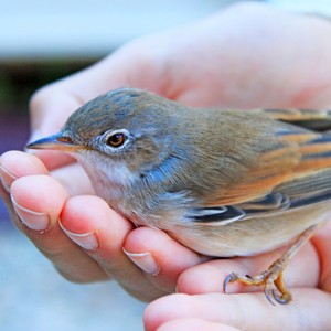 Burung Kecil Ku