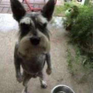 like mike myers (Explicit)