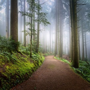 Through The Sacred Glade