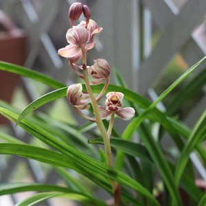 玫瑰玫瑰我爱你