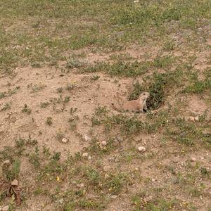 Quacking at a Prairie Dog (feat. Lucky Ducky)