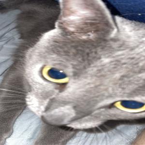 leaked daina (Explicit)