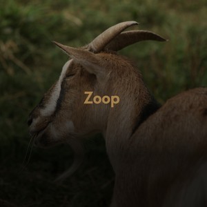 Zoop