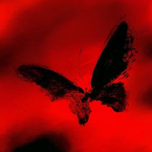 红蔷薇白玫瑰 (0.95x)