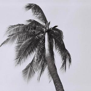 palm tree(feat. Eli Fischer)