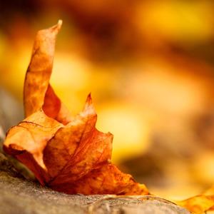 李香兰 (秋意浓)