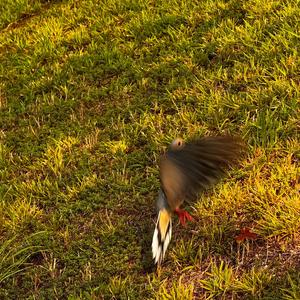 Perception (Explicit)