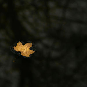 Aftermath (feat. Antonia Nyass)