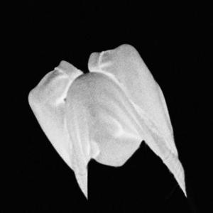 Thirtythreeandonethirdchance