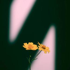 50 Feet (20秒片段)