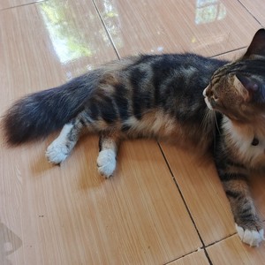 DJ Lelaki Pekerja Keras