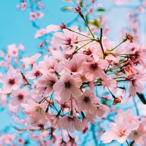 Coming Home(Cherry Falls)