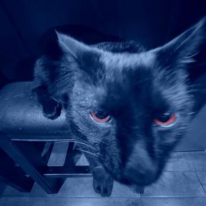 Chris Brown (feat. Kenny Morrell)