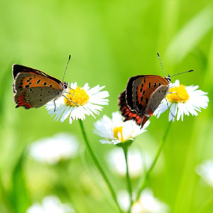 水 - 鸟鸣春涧   河水清清洗净烦恼