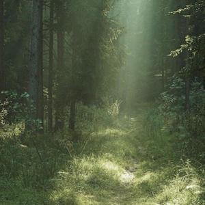 feel the forest (Explicit)