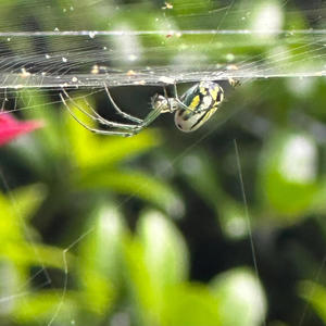 kristaps. (feat. Griselda)