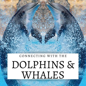 Connecting with the Dolphins & Whales