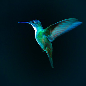 Hummingbird Effect
