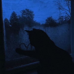 cats never die