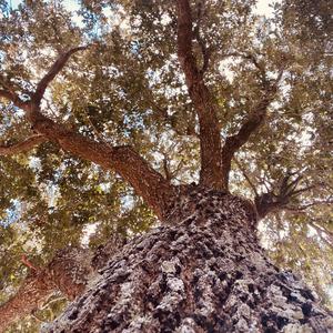 Tale Of The Broken Hearted