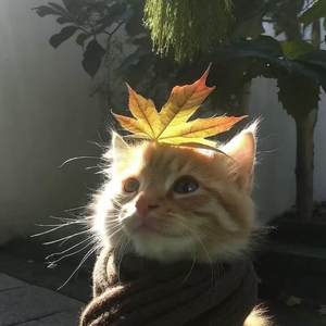 如果说是真的爱我