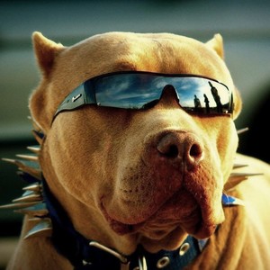 Mega Dos Pitbull (feat. DJ LX) (Explicit)