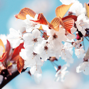 老妹儿 - 半夜半醉