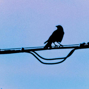 Orchestrated Madness