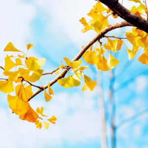 Omoikaze (from The Apothecary Diaries)