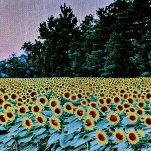 Sunflower Field