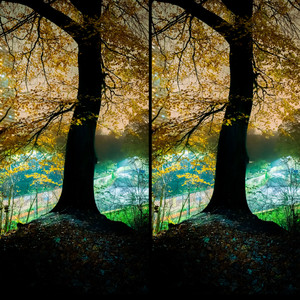 Branches of the Tree