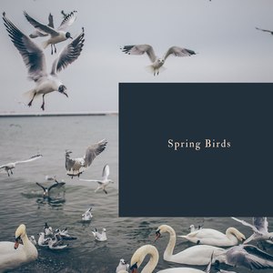 Spring Birds