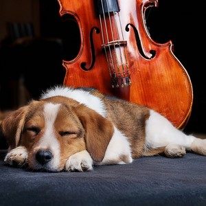 Comforting Rhythms For Canines