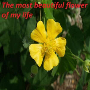 The Most Beautiful Flower of My Life (Live)