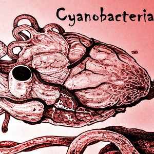 Cyanobacteria