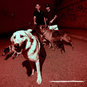 creo que mi perro ve fantasmas