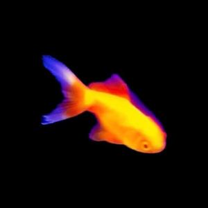 STOPWATCH (Explicit)