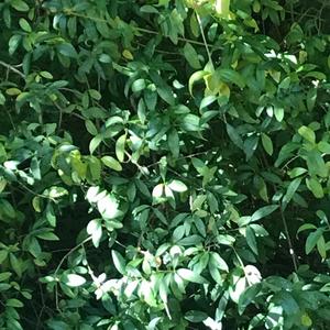 Dem Rhymes (Explicit)