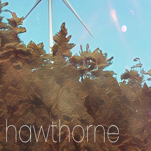 Hawthorne
