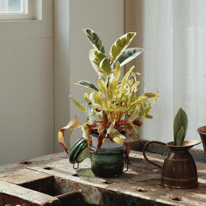 Wishes by the Fireside