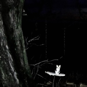 No Signal