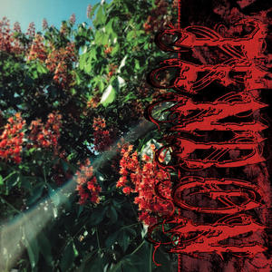 Celebrate (Explicit)