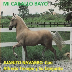 Mi Caballo Bayo