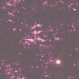 Blameful Isles - Cenobounce