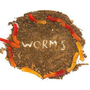 Worms